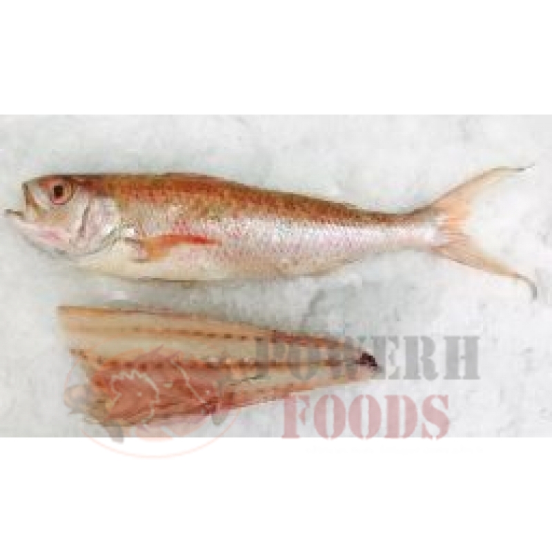 DEEPWATER RED SNAPPER