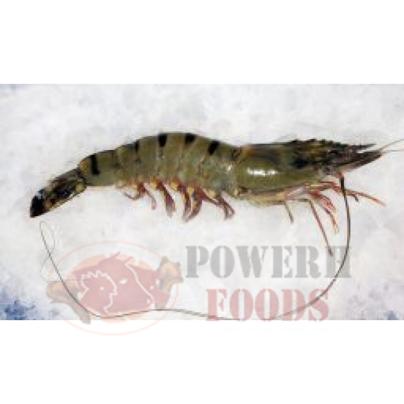 BLACK TIGER SHRIMP (FARMED)