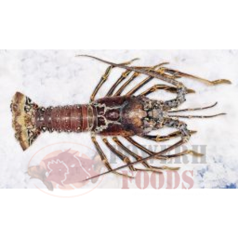 ARGUS LOBSTER